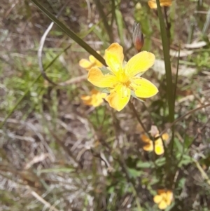 Hypericum gramineum at Hawker, ACT - 26 Nov 2022 12:04 PM