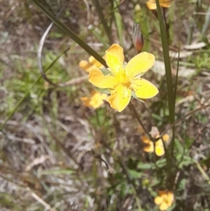 Hypericum gramineum at Hawker, ACT - 26 Nov 2022 12:04 PM