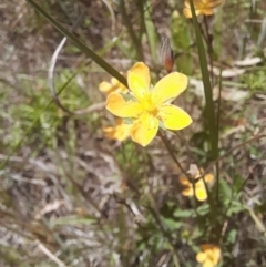 Hypericum gramineum at Hawker, ACT - 26 Nov 2022