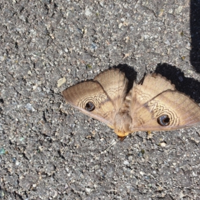 Dasypodia selenophora (Southern old lady moth) at Oakey Hill - 26 Nov 2022 by alannah907