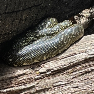 Morelia spilota spilota at Blackheath, NSW - 26 Nov 2022