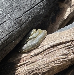 Morelia spilota spilota at Blackheath, NSW - 26 Nov 2022