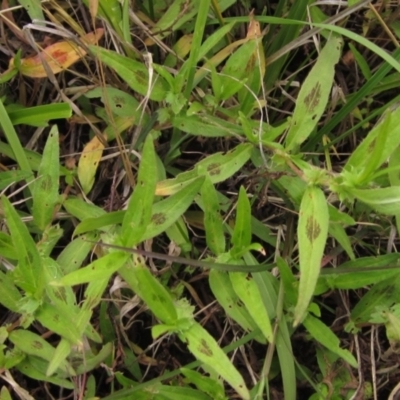 Persicaria maculosa (Jesus Plant) at The Pinnacle - 20 Nov 2022 by pinnaCLE