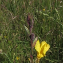 Oenothera stricta subsp. stricta (Common Evening Primrose) at Molonglo Valley, ACT - 20 Nov 2022 by pinnaCLE