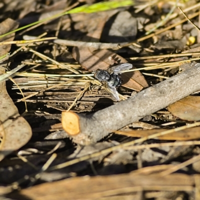 Unidentified True fly (Diptera) at Higgins Woodland - 25 Nov 2022 by Trevor