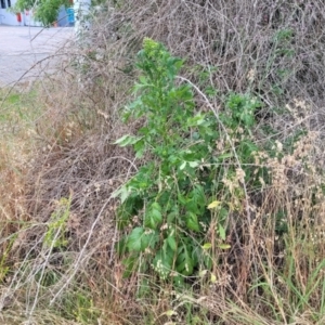 Erechtites valerianifolius at Bulahdelah, NSW - 25 Nov 2022 01:42 PM