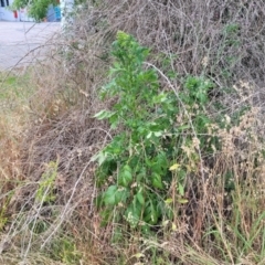 Erechtites valerianifolius at Bulahdelah, NSW - 25 Nov 2022