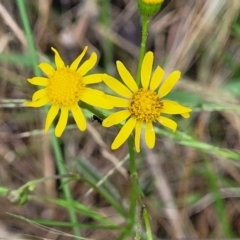 Senecio madagascariensis (Madagascan Fireweed, Fireweed) at Bulahdelah, NSW - 25 Nov 2022 by trevorpreston