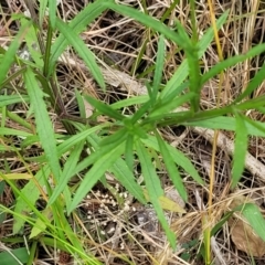 Senecio madagascariensis at Bulahdelah, NSW - 25 Nov 2022 01:46 PM