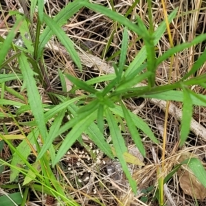 Senecio madagascariensis at Bulahdelah, NSW - 25 Nov 2022 01:46 PM