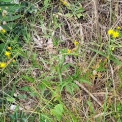 Senecio madagascariensis at Bulahdelah, NSW - 25 Nov 2022 01:46 PM