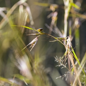 Diptera (order) at Higgins, ACT - 26 Nov 2022 07:56 AM