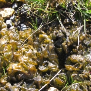 Nostoc sp. (genus) at Weetangera, ACT - 19 Sep 2022