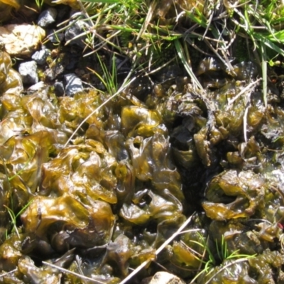 Nostoc sp. (genus) (A cyanobacterium) at Weetangera, ACT - 19 Sep 2022 by pinnaCLE