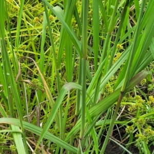 Paspalum urvillei at Bulahdelah, NSW - 25 Nov 2022