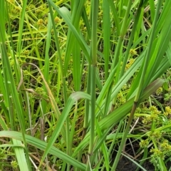 Paspalum urvillei (Vasey Grass, Tall Paspalum) at Bulahdelah, NSW - 25 Nov 2022 by trevorpreston