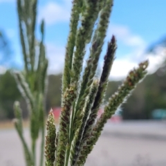 Paspalum urvillei at Bulahdelah, NSW - 25 Nov 2022