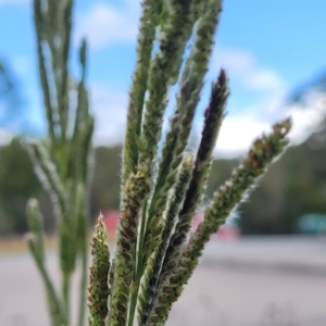 Paspalum urvillei at Bulahdelah, NSW - 25 Nov 2022 01:47 PM