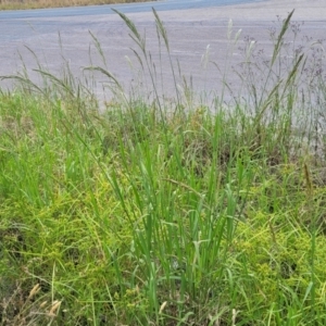 Paspalum urvillei at Bulahdelah, NSW - 25 Nov 2022