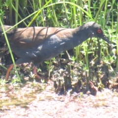 Zapornia tabuensis (Spotless Crake) at Kingston, ACT - 26 Nov 2022 by TomW