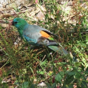 Psephotus haematonotus at Molonglo Valley, ACT - 26 Nov 2022