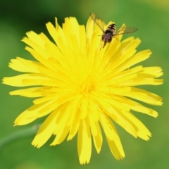 Simosyrphus grandicornis (Common hover fly) at Wodonga - 26 Nov 2022 by KylieWaldon