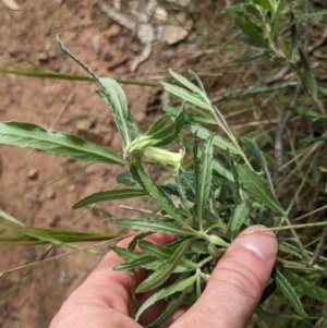 Billardiera scandens at Watson, ACT - 26 Nov 2022 03:54 PM