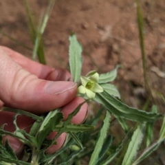 Billardiera scandens at Watson, ACT - 26 Nov 2022