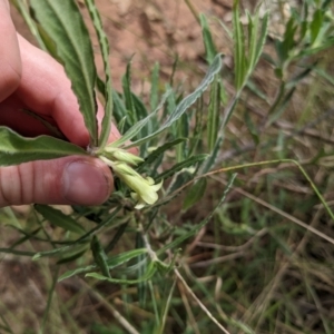 Billardiera scandens at Watson, ACT - 26 Nov 2022 03:54 PM