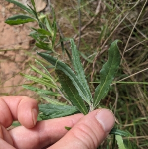 Billardiera scandens at Watson, ACT - 26 Nov 2022