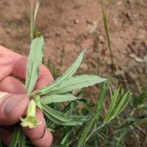 Billardiera scandens at Watson, ACT - 26 Nov 2022 03:54 PM