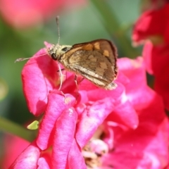 Ocybadistes walkeri (Green Grass-dart) at Wodonga - 26 Nov 2022 by KylieWaldon