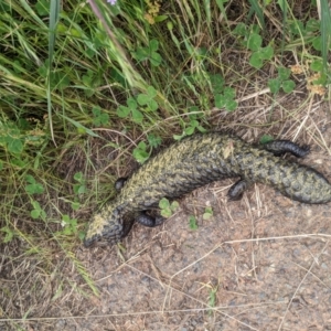 Tiliqua rugosa at Watson, ACT - 26 Nov 2022 04:05 PM