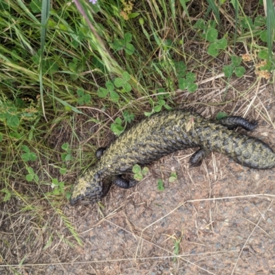 Tiliqua rugosa (Shingleback Lizard) at Mount Majura - 26 Nov 2022 by WalterEgo