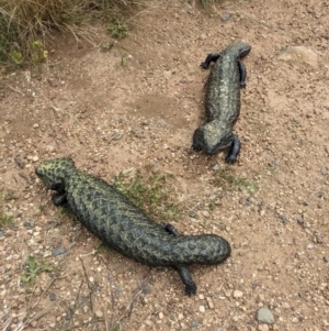 Tiliqua rugosa at Watson, ACT - 26 Nov 2022 04:05 PM