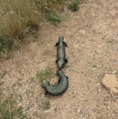 Tiliqua rugosa at Watson, ACT - 26 Nov 2022 04:05 PM