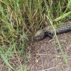 Tiliqua rugosa at Watson, ACT - 26 Nov 2022 04:05 PM