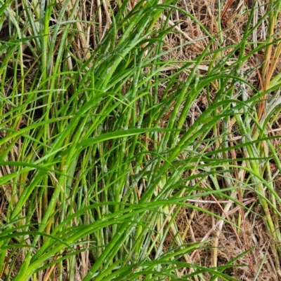 Juncus articulatus subsp. articulatus (Jointed Rush) at Isaacs Ridge and Nearby - 26 Nov 2022 by Mike