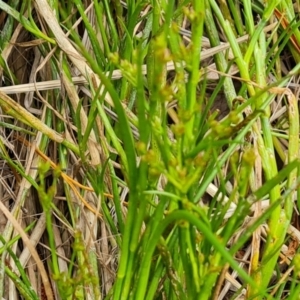 Juncus articulatus subsp. articulatus at Isaacs, ACT - 26 Nov 2022