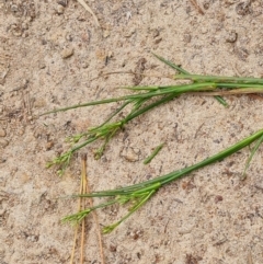 Juncus articulatus subsp. articulatus at Isaacs, ACT - 26 Nov 2022