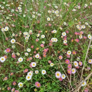 Erigeron karvinskianus at Isaacs, ACT - 26 Nov 2022