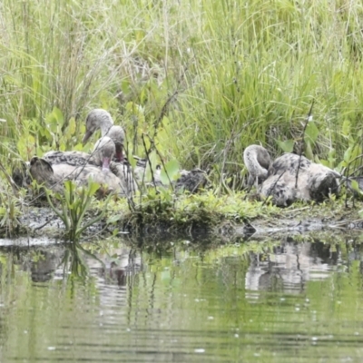 Cygnus atratus (Black Swan) at Gungahlin, ACT - 9 Nov 2022 by AlisonMilton