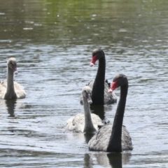 Cygnus atratus at Gungahlin, ACT - 9 Nov 2022