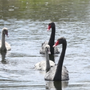 Cygnus atratus at Gungahlin, ACT - 9 Nov 2022