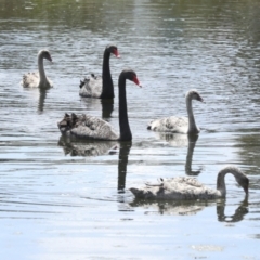 Cygnus atratus at Gungahlin, ACT - 9 Nov 2022