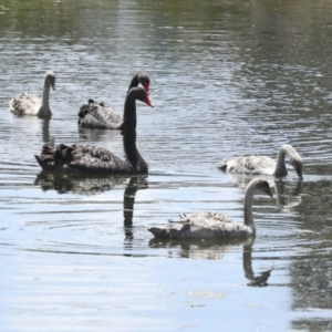 Cygnus atratus at Gungahlin, ACT - 9 Nov 2022