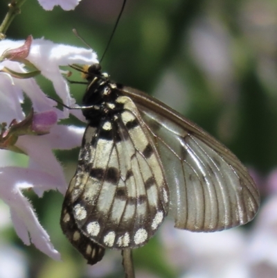 Acraea andromacha (Glasswing) at ANBG - 26 Nov 2022 by RobParnell