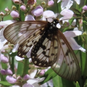 Acraea andromacha at Acton, ACT - 26 Nov 2022 12:30 PM