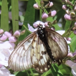 Acraea andromacha at Acton, ACT - 26 Nov 2022 12:30 PM