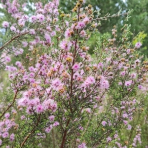 Kunzea parvifolia at Jerrabomberra, ACT - 26 Nov 2022